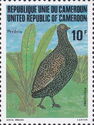 Cameroon Francolin (Pternistis camerunensis)